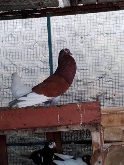 Ghubara Pouter  Breeder Female and pathe