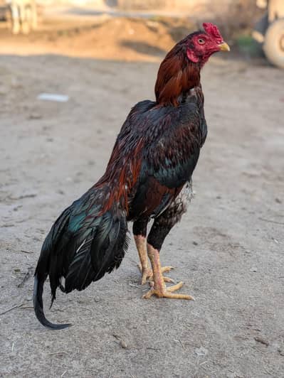mianwali aseel breed