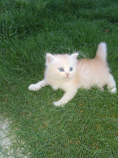 Persian Kitten for Sale – 40 Days Old, Healthy & Active