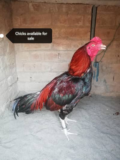 Aseel  chiks