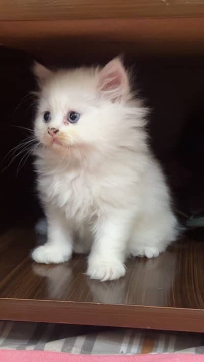Trained persian kitten