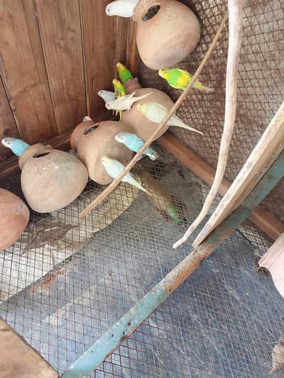 Mashallah se ghr ke young pair hai sare breeding pair hai