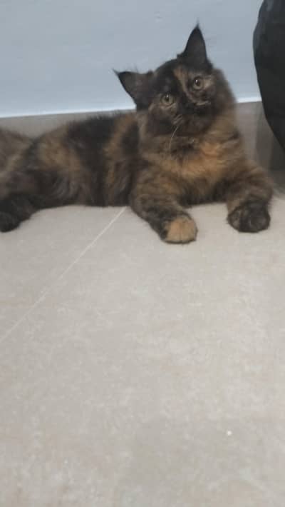 Persian kitten
