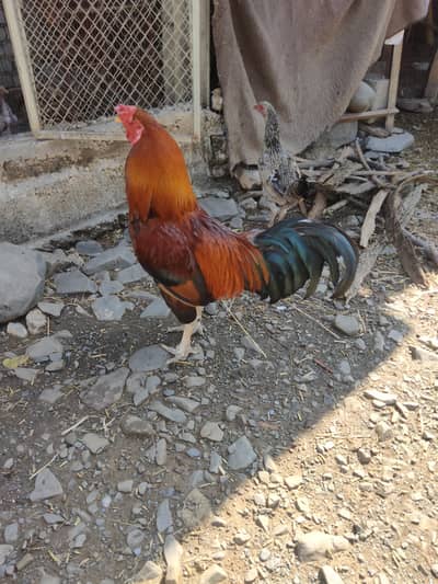 dase golden Mal female