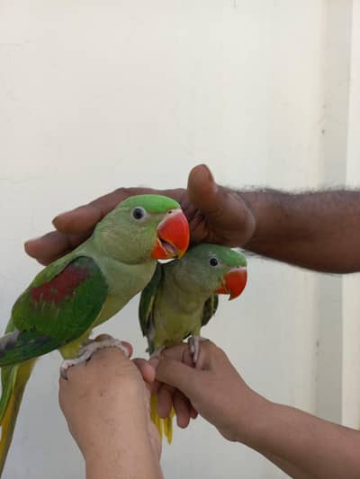Huge size hand tame pair