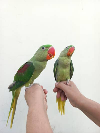 Raw Big size hand tame pair