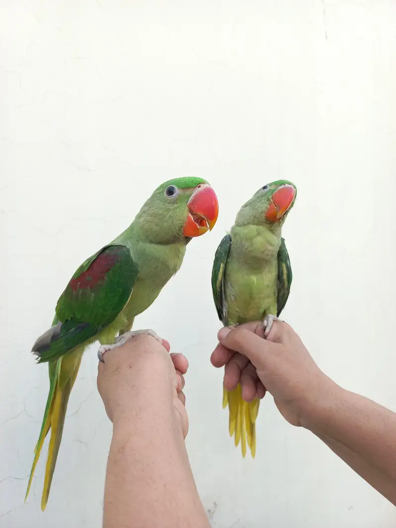 Huge size hand tame pair — photo 2