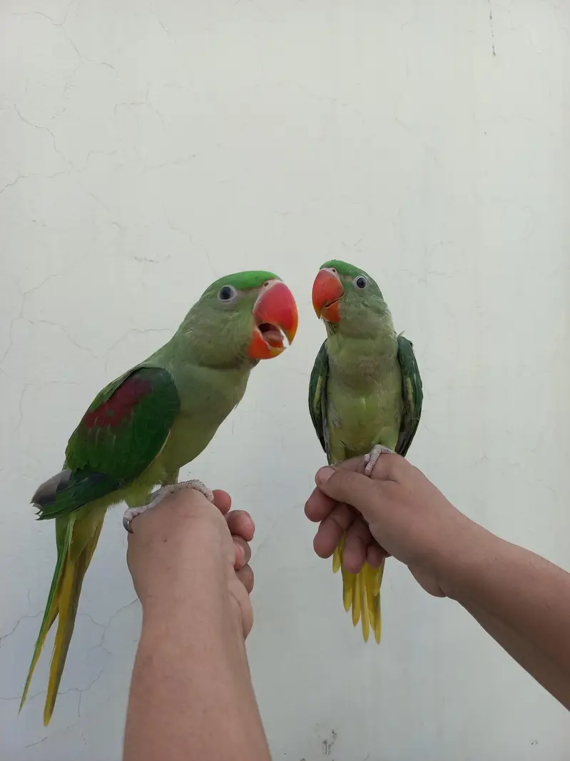 Huge size hand tame pair — photo 3