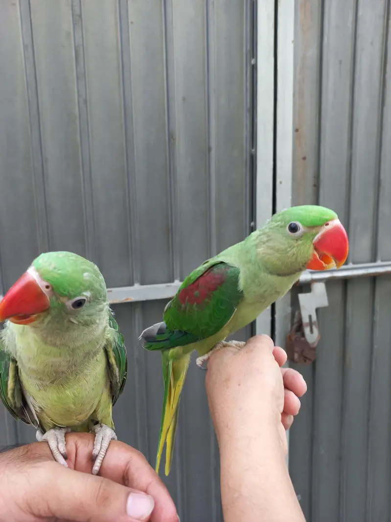 Huge size hand tame pair — photo 4