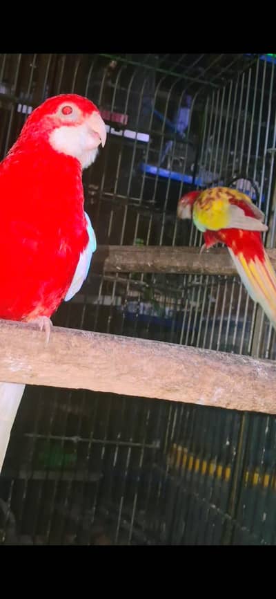 Rubino Rosella Breeder Pair