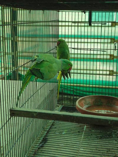 green parrots /0332/15595/20/