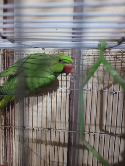 green ringneck mitho