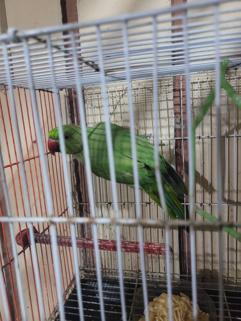 green ringneck mitho 1