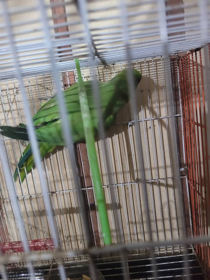 green ringneck mitho 2