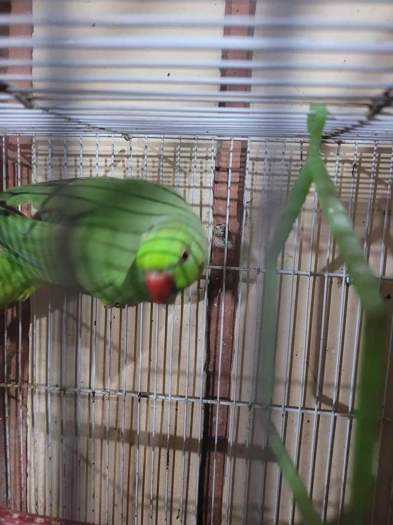 green ringneck mitho 3