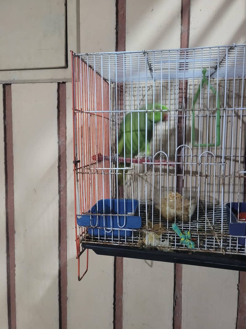 green ringneck mitho 4