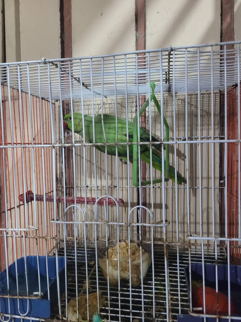 green ringneck mitho 5