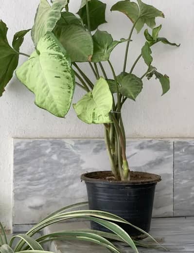 all plants urgent for sale