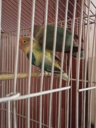 love birds at reasonable price