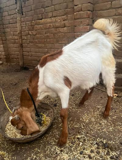Male Goat( Bakra)