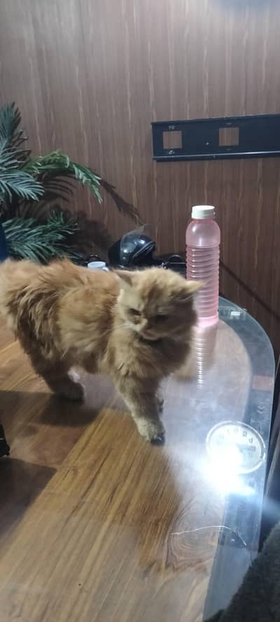 Brown female cat koko