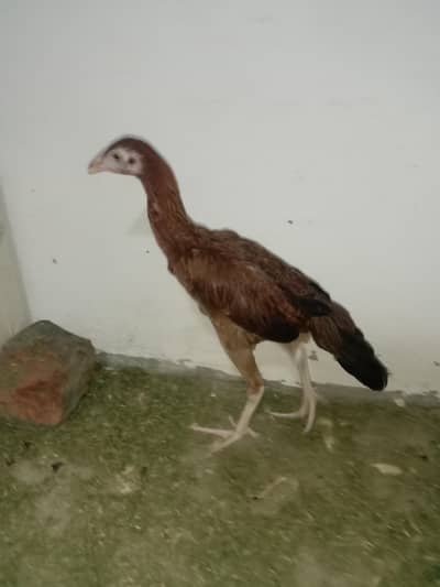 aseel Sindhi pathi for sale 03224186572