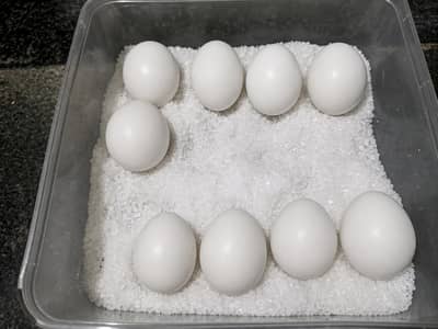 Fertile eggs