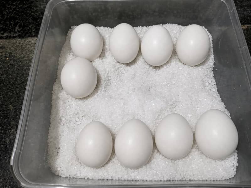 Fertile eggs 0