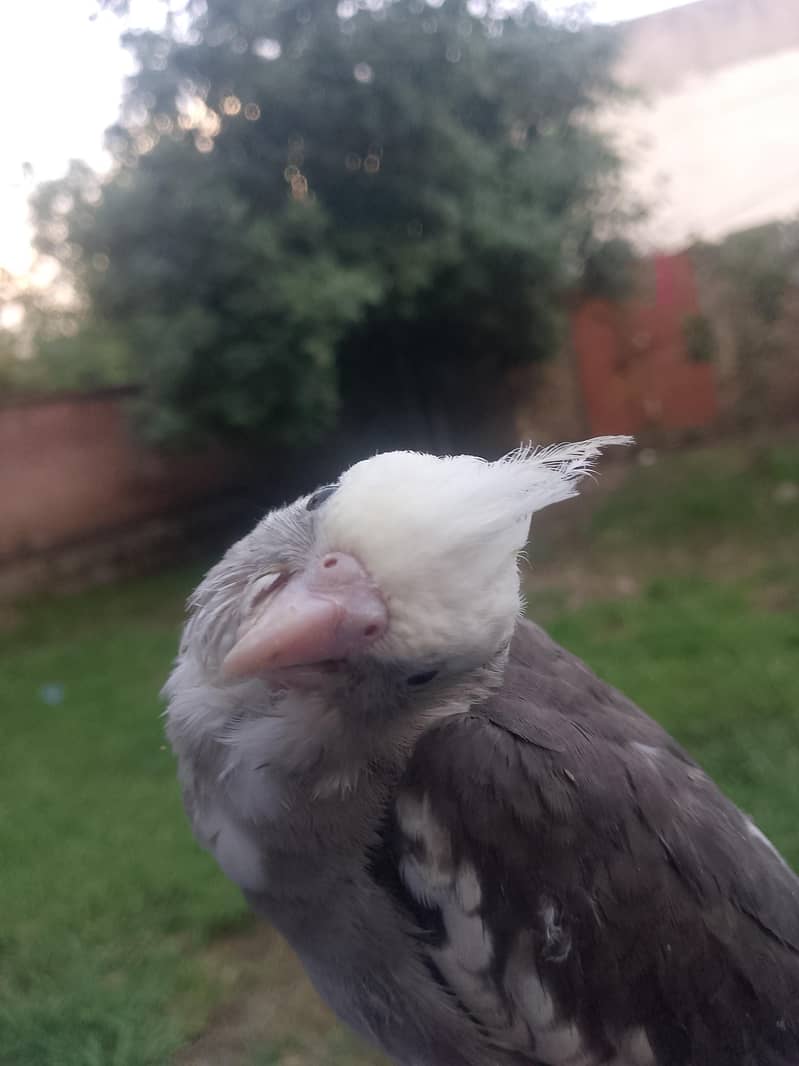 full handtimed 2