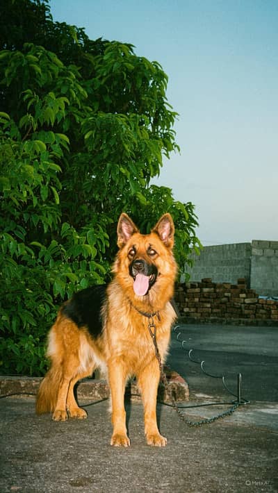 German Shepherd triple coated 03252142233 Abbottabad