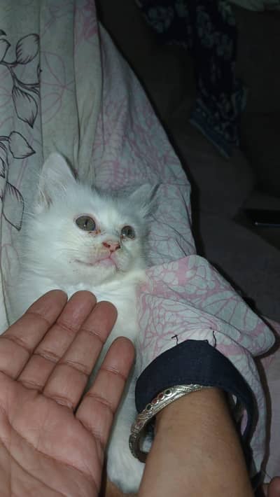 Pure Persian kitten