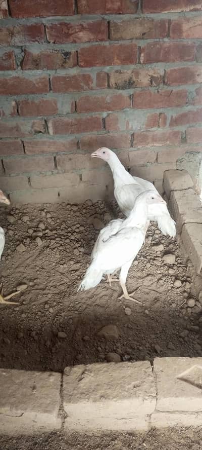 heera aseel pathay for sale