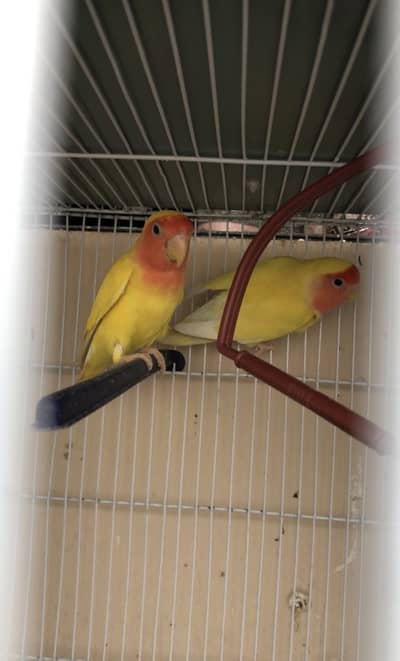 2pair love birds or 1 cage 1.5 x 1.5 size sth me 2 box