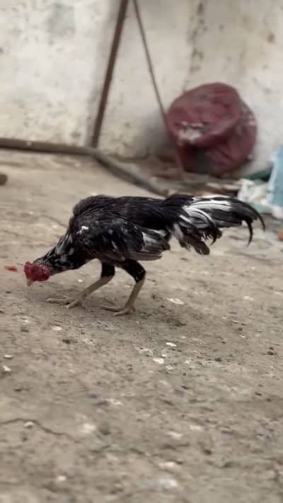 Home breed lasani patha high quality