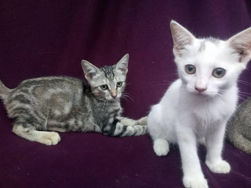 Persian-American Kittens Pair 1