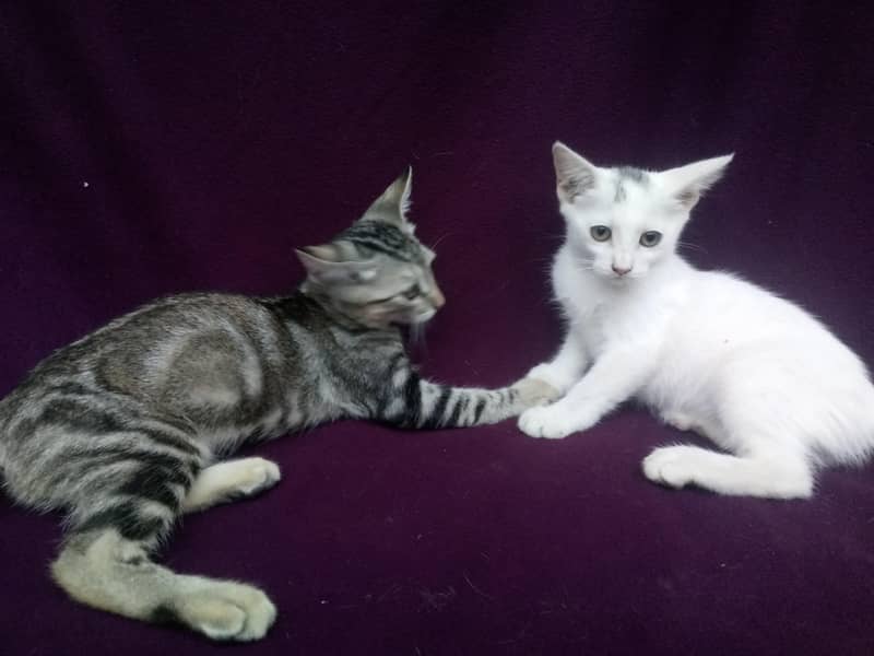 Persian-American Kittens Pair 0