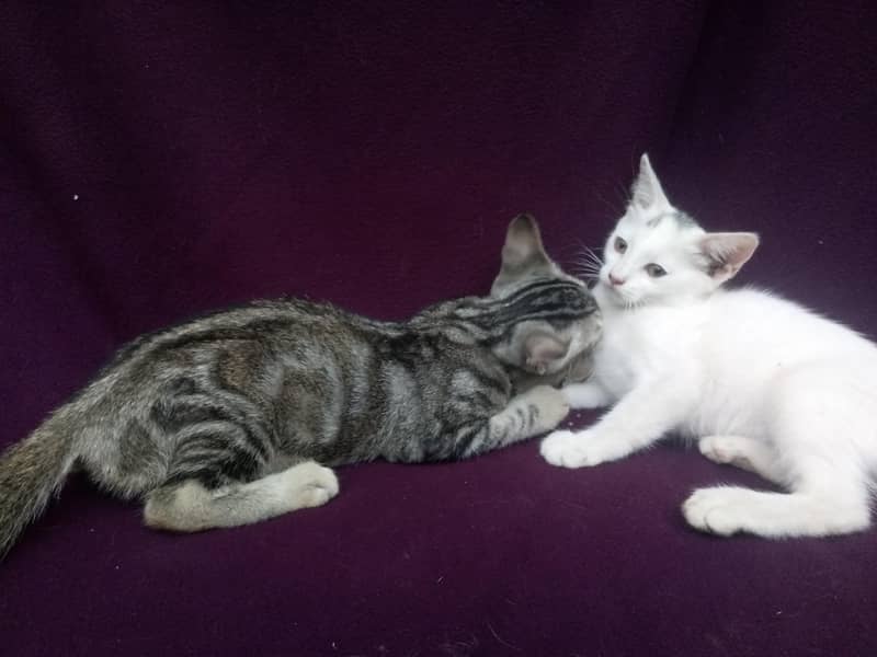 Persian-American Kittens Pair 2