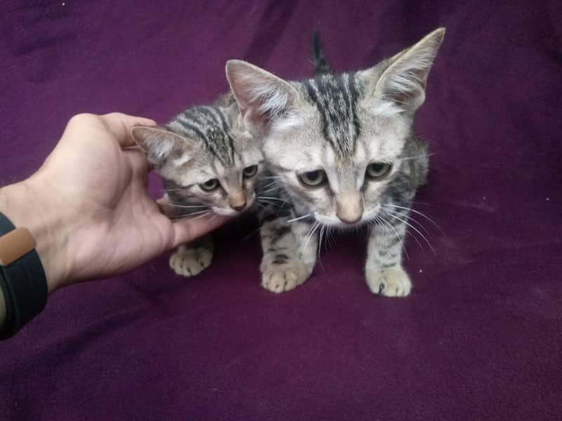 Persian-American Kittens Pair 3