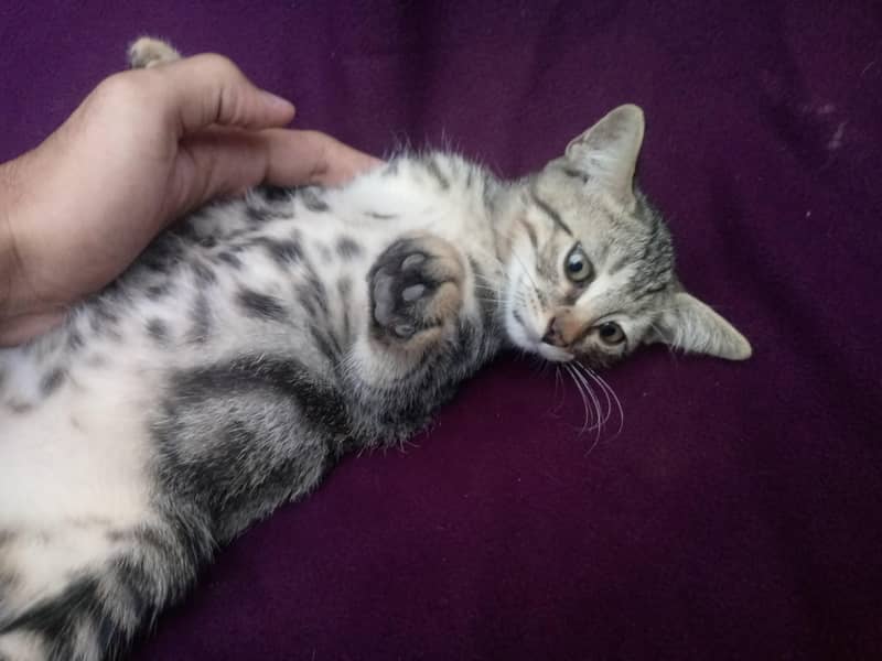 Persian-American Kittens Pair 4