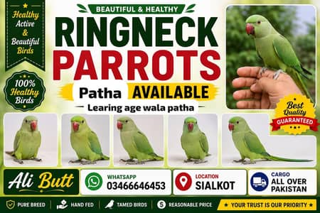 Learning age hai 03466646453