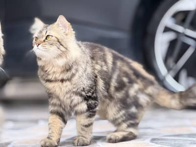 Persian Cat