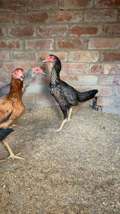 Burmi hens back footer