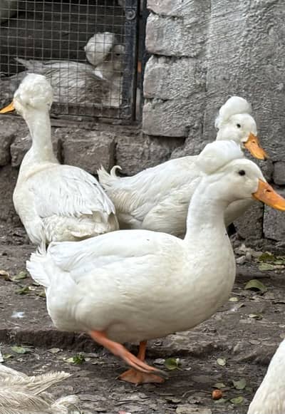 White Crested , fancy duck