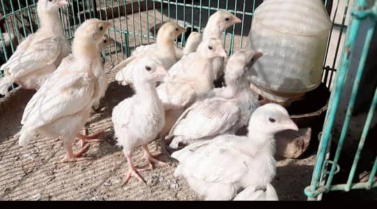 Heera Aseel Chicks