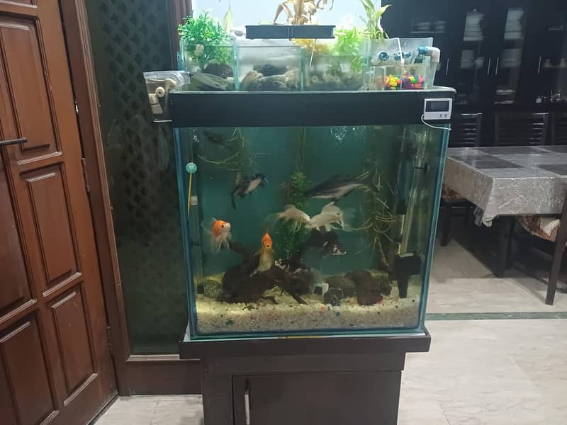 aquarium 1