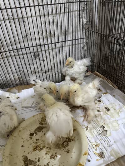 Mottled Bantam chicks available for sale