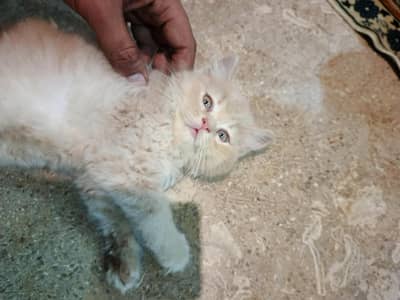 persian cats male and female