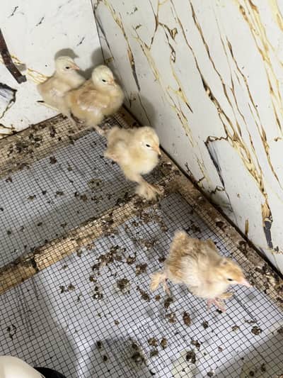 Golden heavy buff chicks available