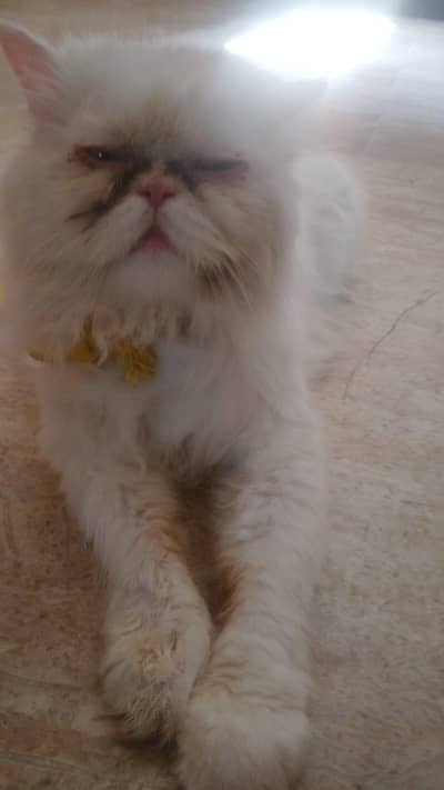 persian cat