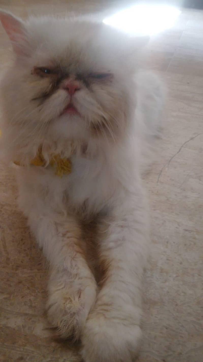 persian cat 0